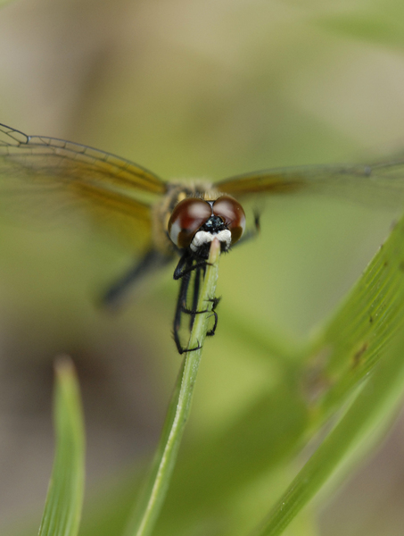 Eumetazoa