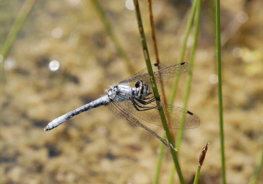 Eumetazoa