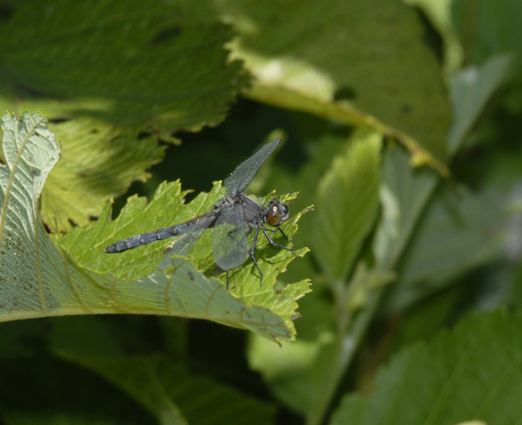 Eumetazoa