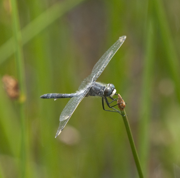 Eumetazoa