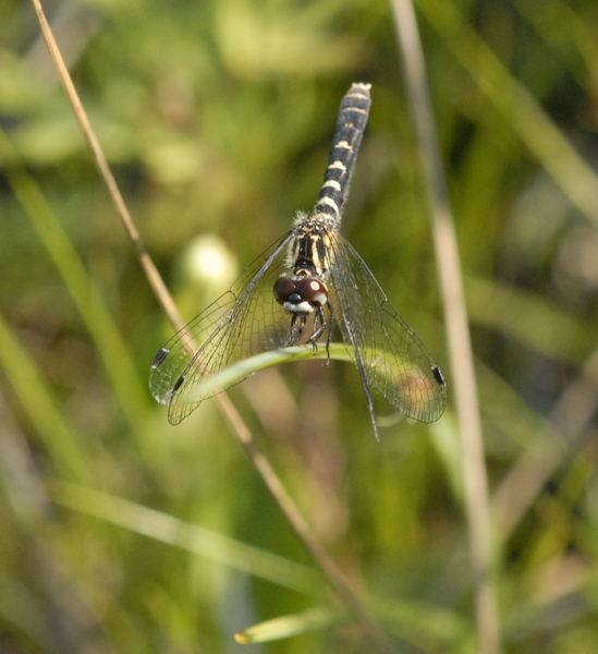 Eumetazoa