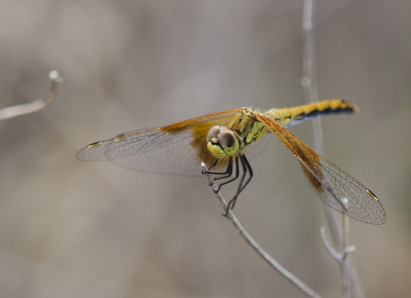 Sympetrum