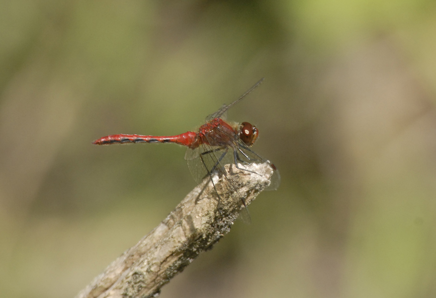 Sympetrum