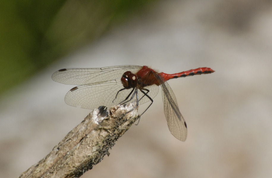 Sympetrum