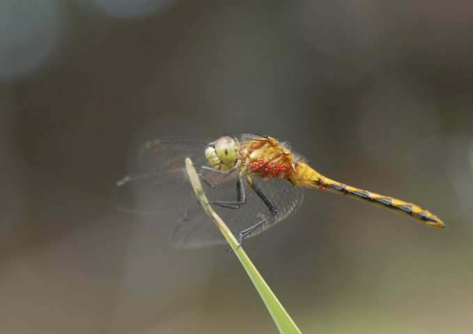 Photo of Sympetrum obtrusum