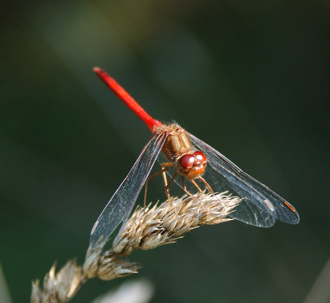 Sympetrum