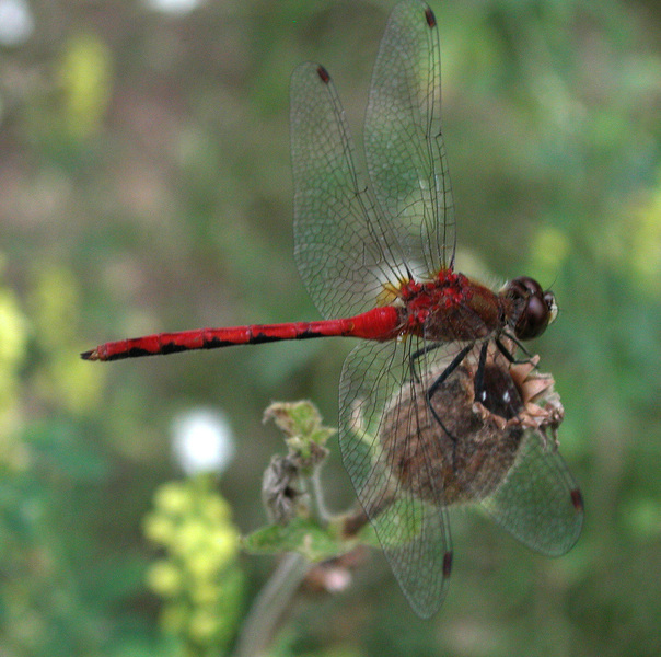 Sympetrum