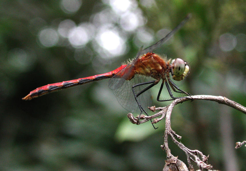 Sympetrum