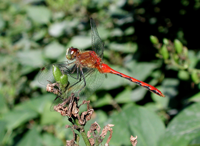 Sympetrum