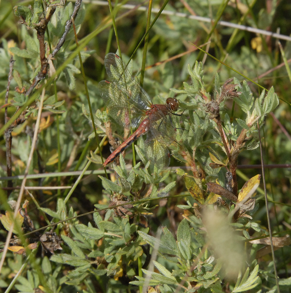 Sympetrum