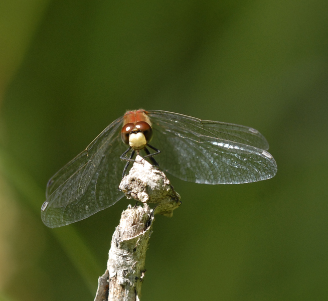 Sympetrum