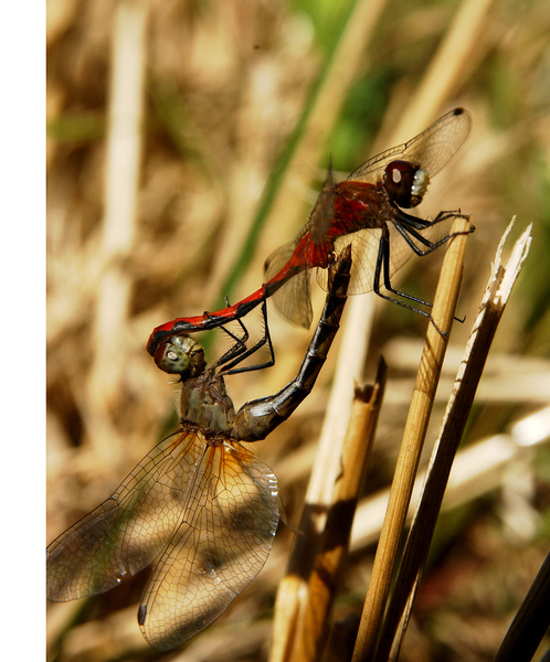 Sympetrum