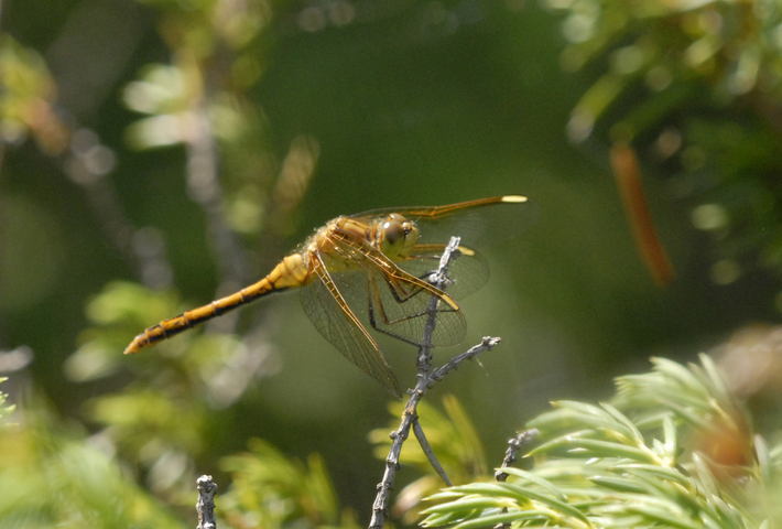 Photo of Sympetrum costiferum