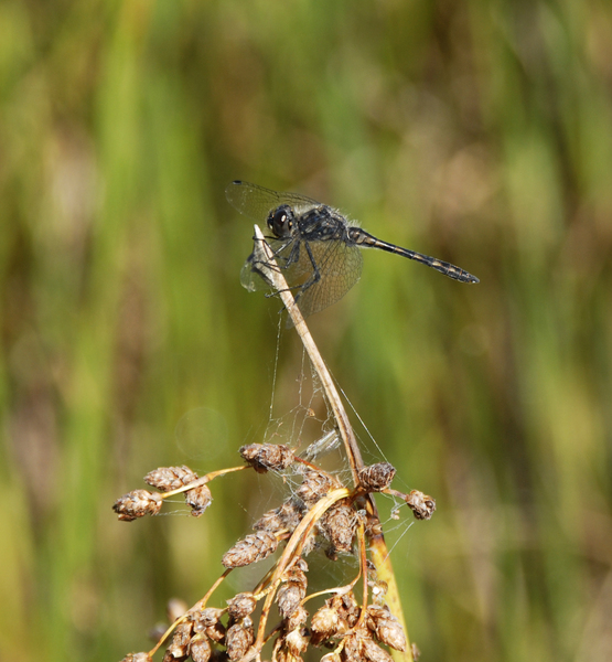 Sympetrum