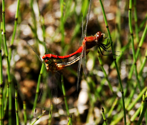 Photo of Sympetrum obtrusum