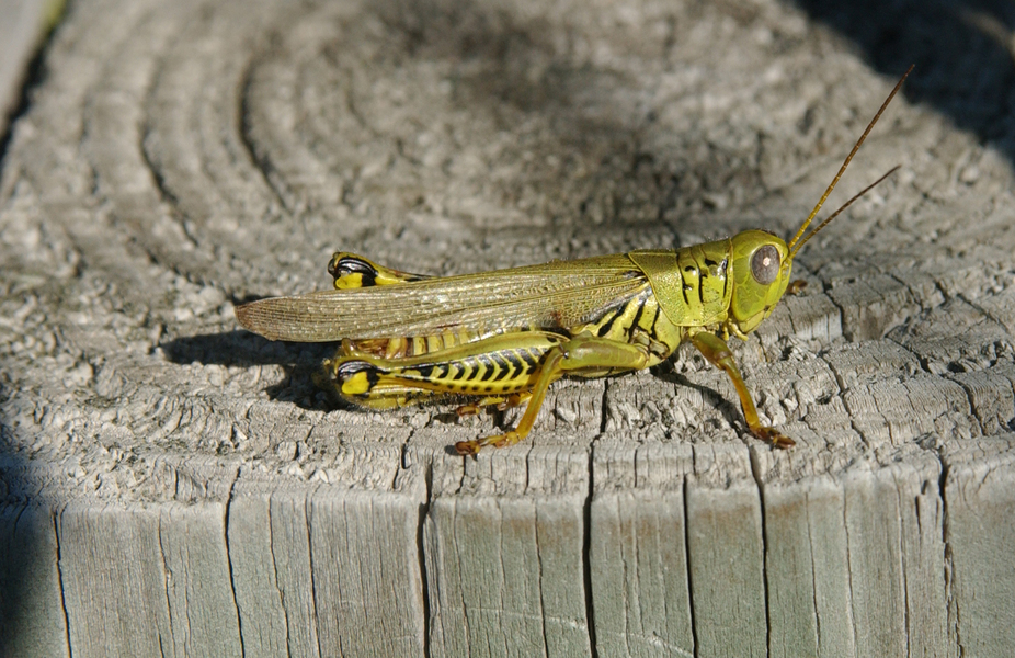 Melanoplus differentialis