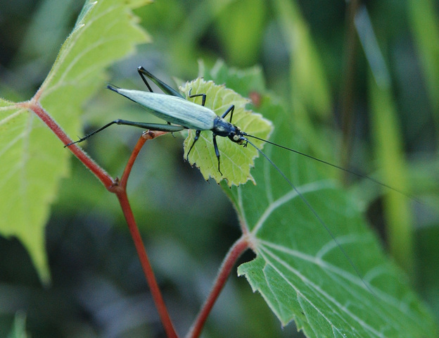 Photo of Oecanthus nigricornis