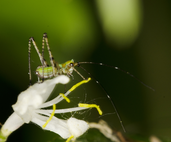 Tettigonioidea