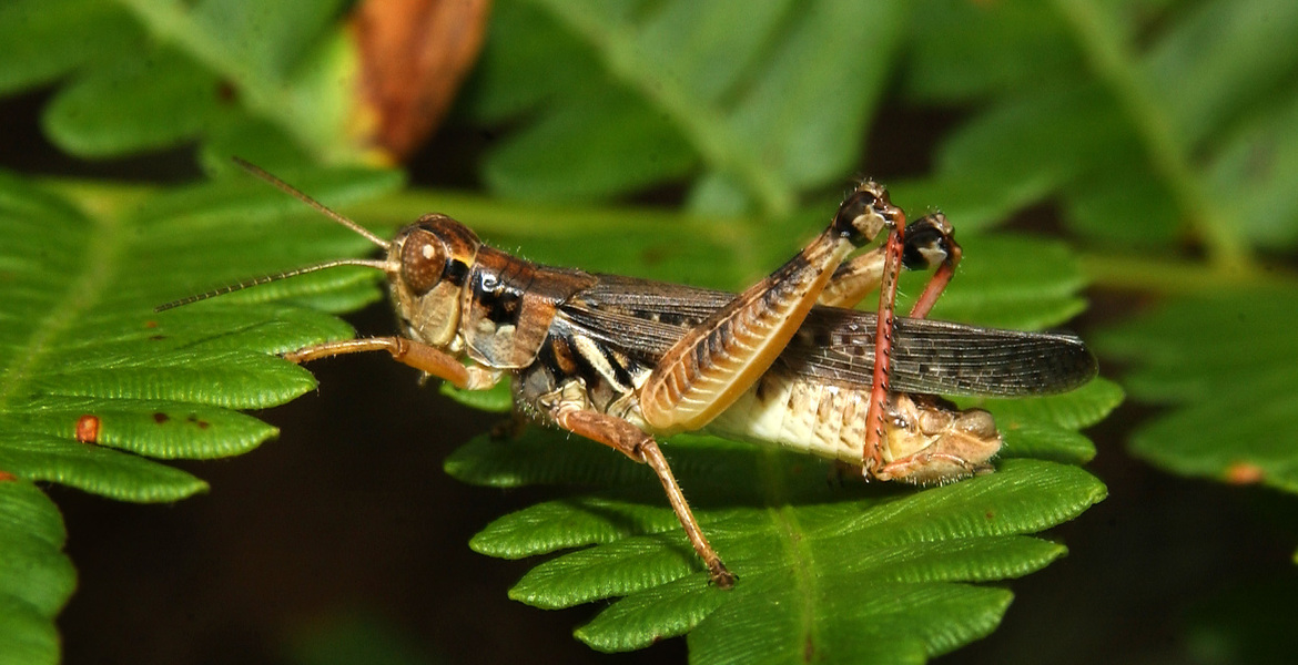 grasshopper4