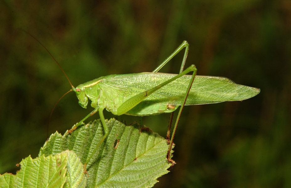 Tettigoniidae