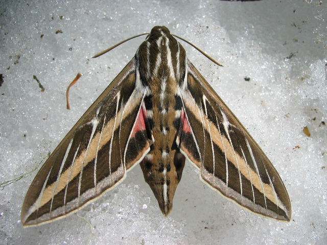 Photo of Hyles lineata