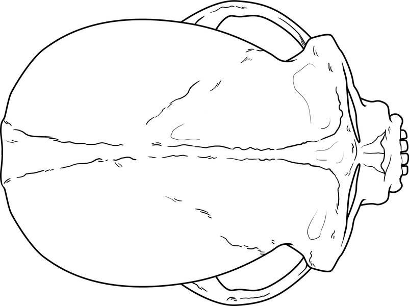 apelladorsal