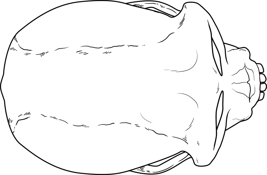 Gnathostomata