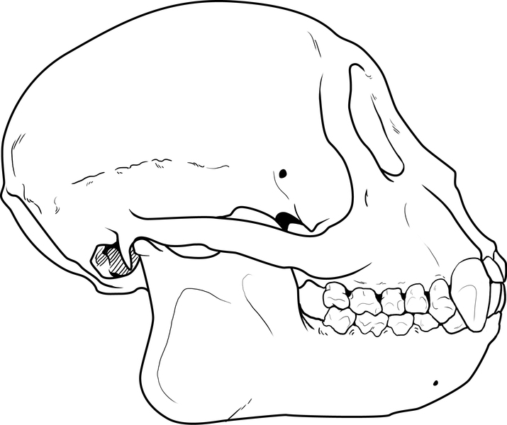 capucinuslateral