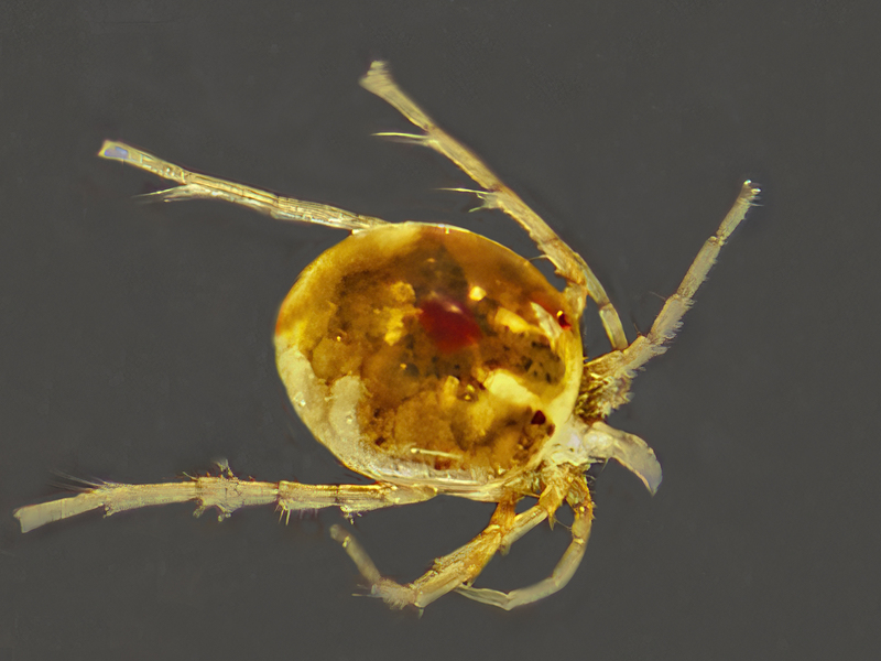 26_Water_mite_Class_Arachnida