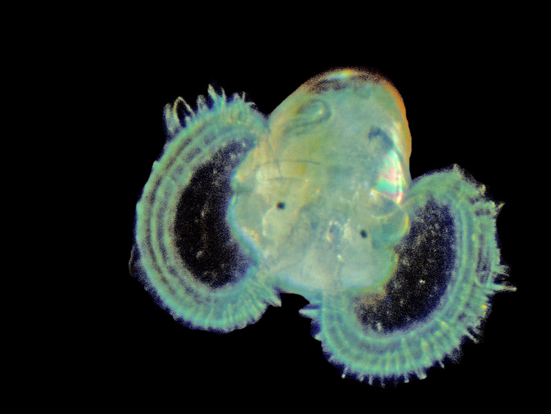 Lophotrochozoa