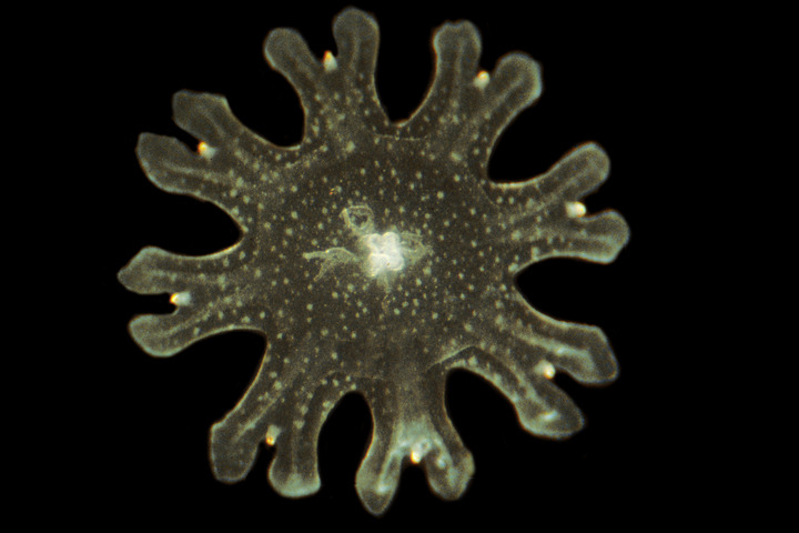 Photo of Scyphozoa