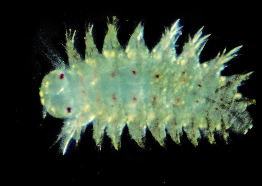 Eumetazoa