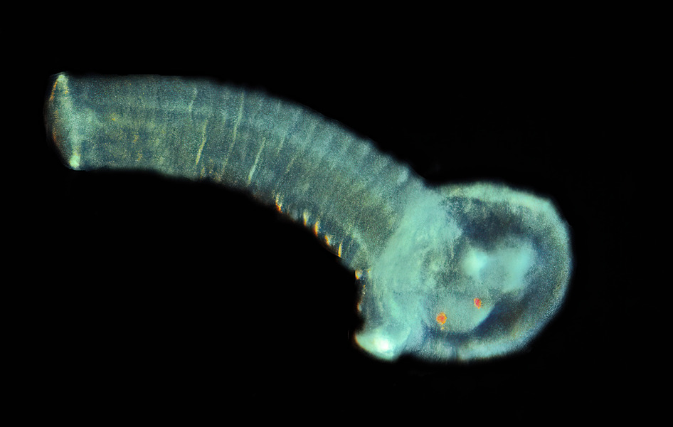 Lophotrochozoa