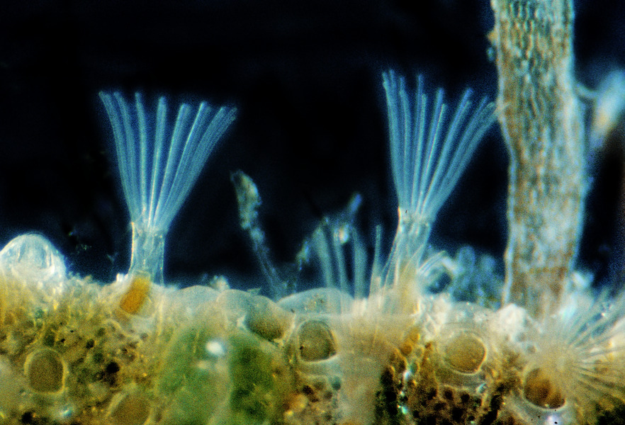 Lophotrochozoa