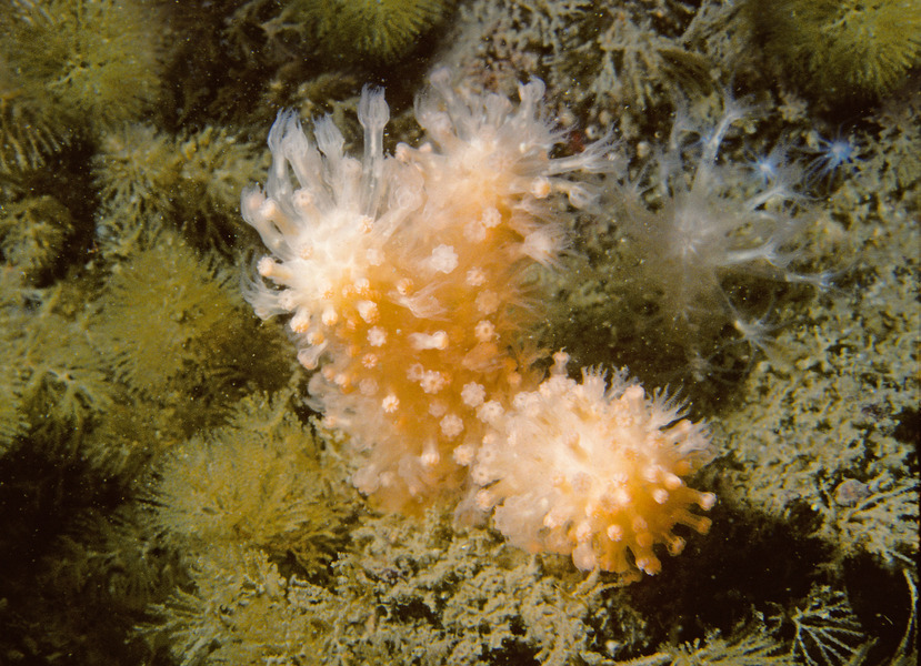 Anthozoa