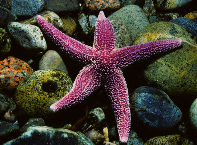 Photo of Asterias rubens