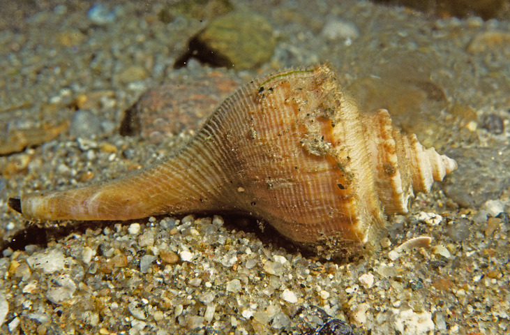 Photo of Busycotypus canaliculatus