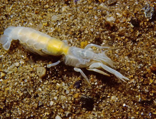 Photo of Gilvossius setimanus