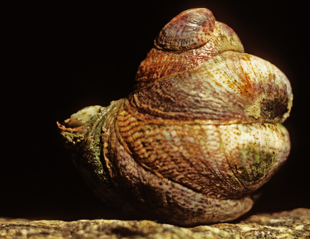 Photo of Crepidula fornicata