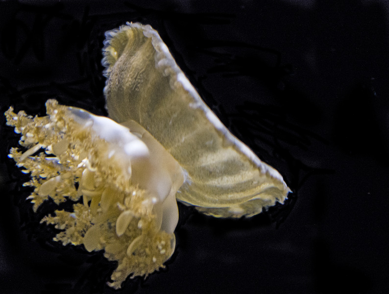 Scyphozoa