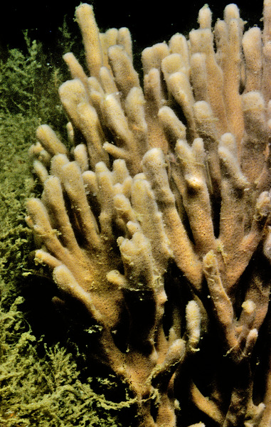 166_Finger_sponge_Haliclona_oculata