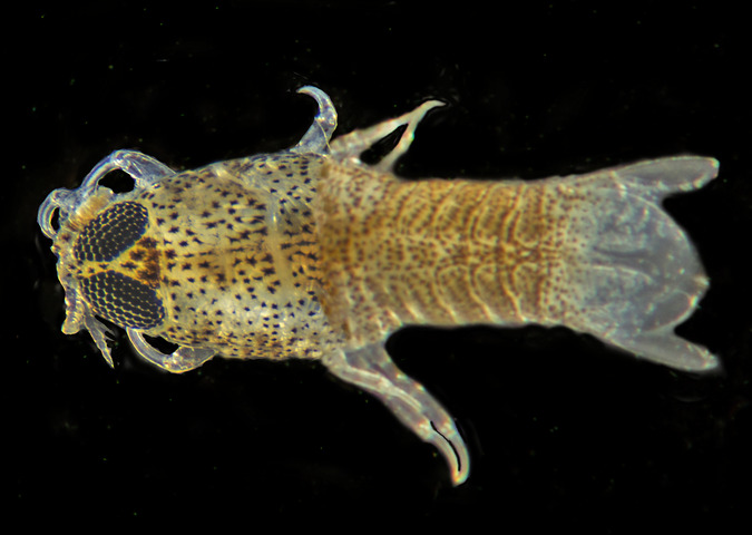 Photo of Livoneca redmanii