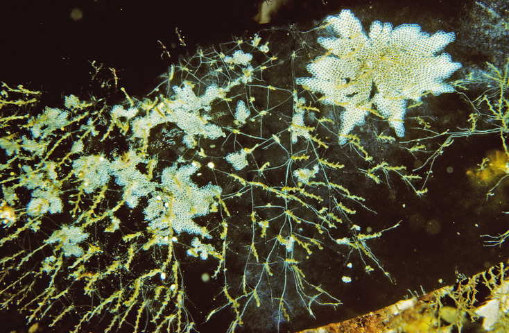 Photo of Electra pilosa