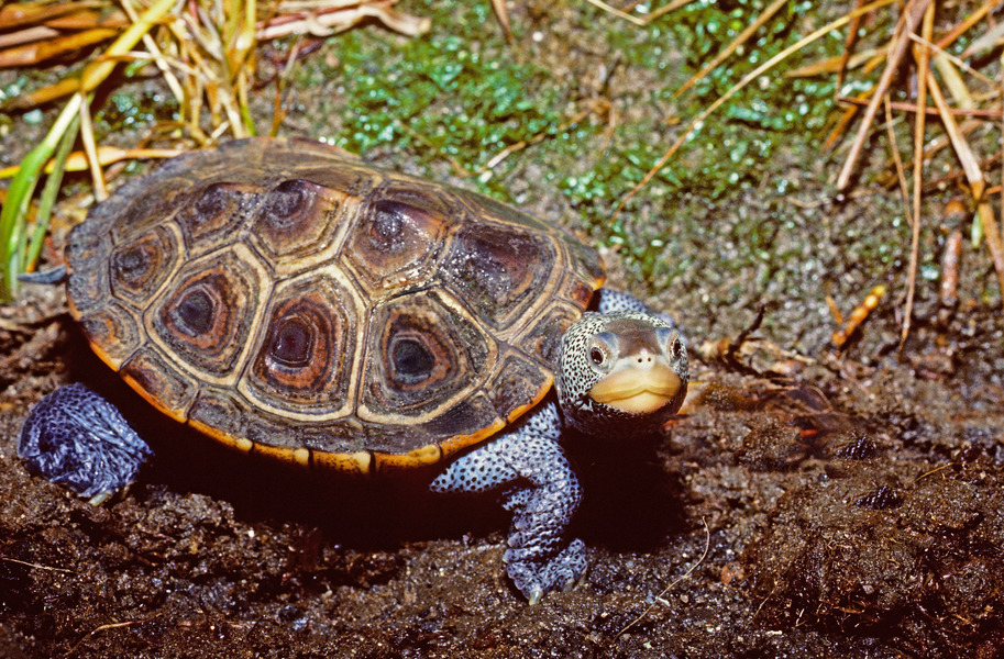 308_Diamondback_terrapin_Malaclemys_terrapin