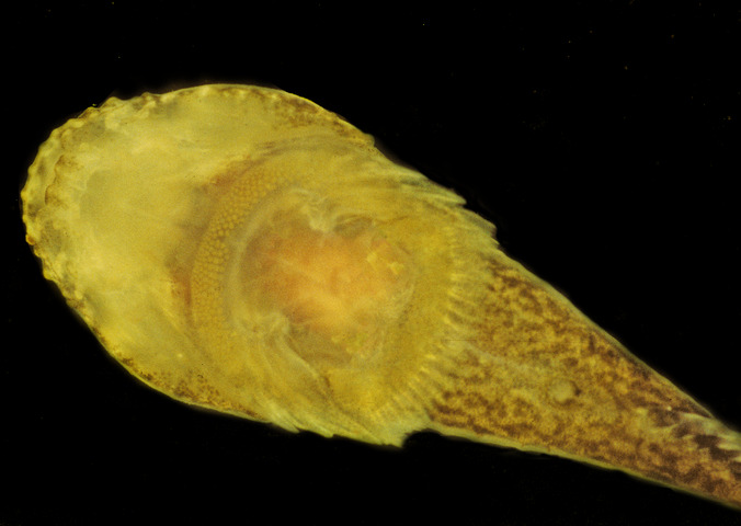 Photo of Gobiesox strumosus