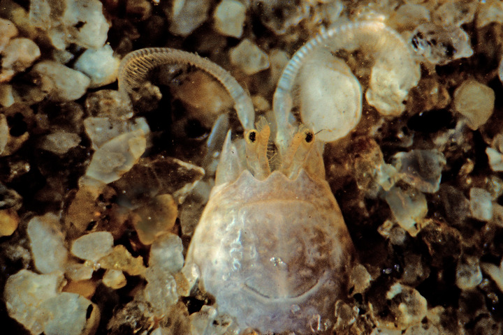 Photo of Emerita talpoida