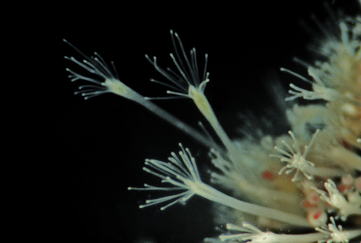 Photo of Hydractinia echinata