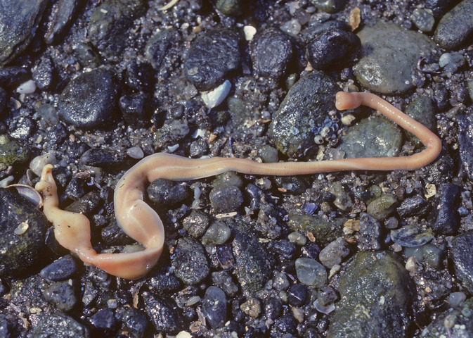 Photo of Cerebratulus lacteus