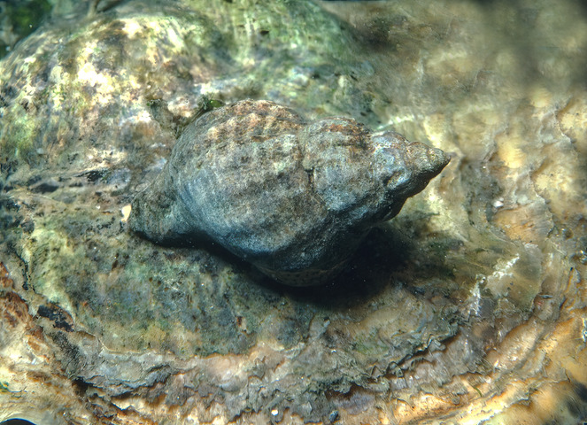 Photo of Urosalpinx cinerea