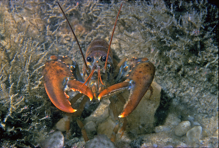 Crustacea